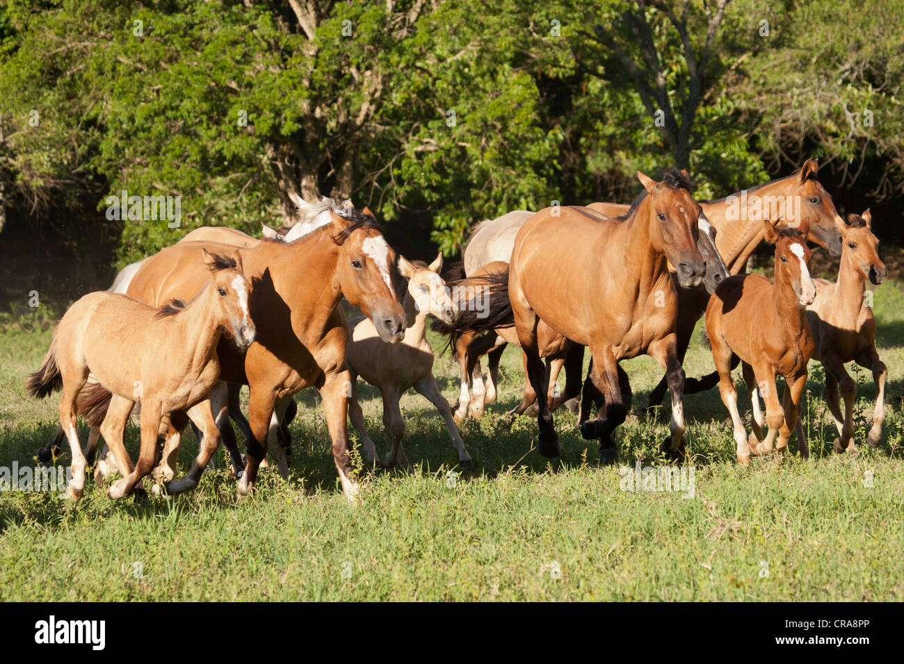 Wild Horse Running libero libertà Criollo animale Foto Stock