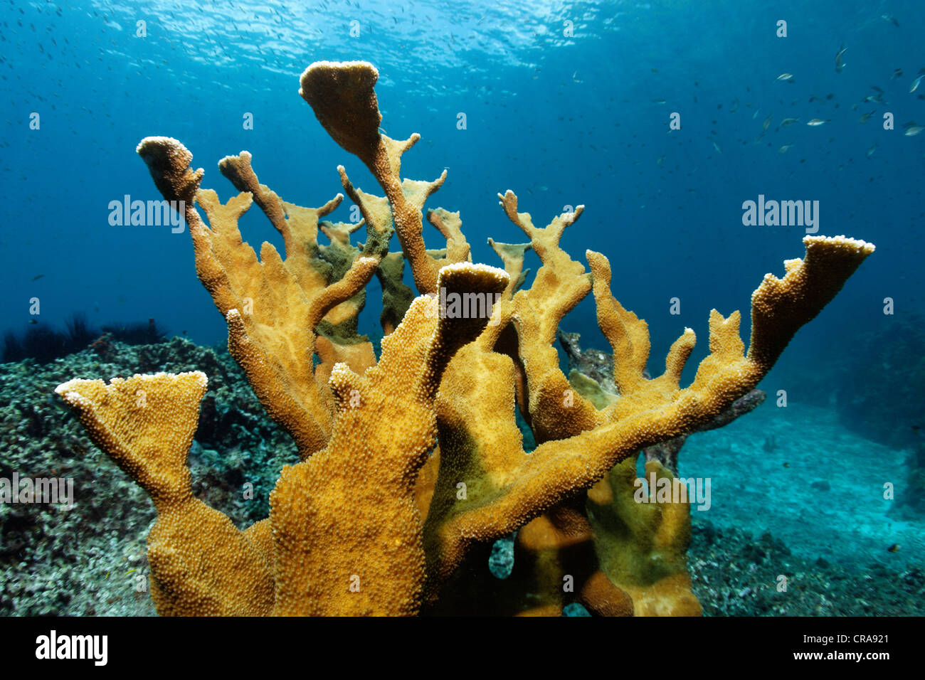 Elkhorn coral (Acropora palmata), Santa Lucia, isole Windward, Piccole Antille, Caraibi, Mar dei Caraibi Foto Stock