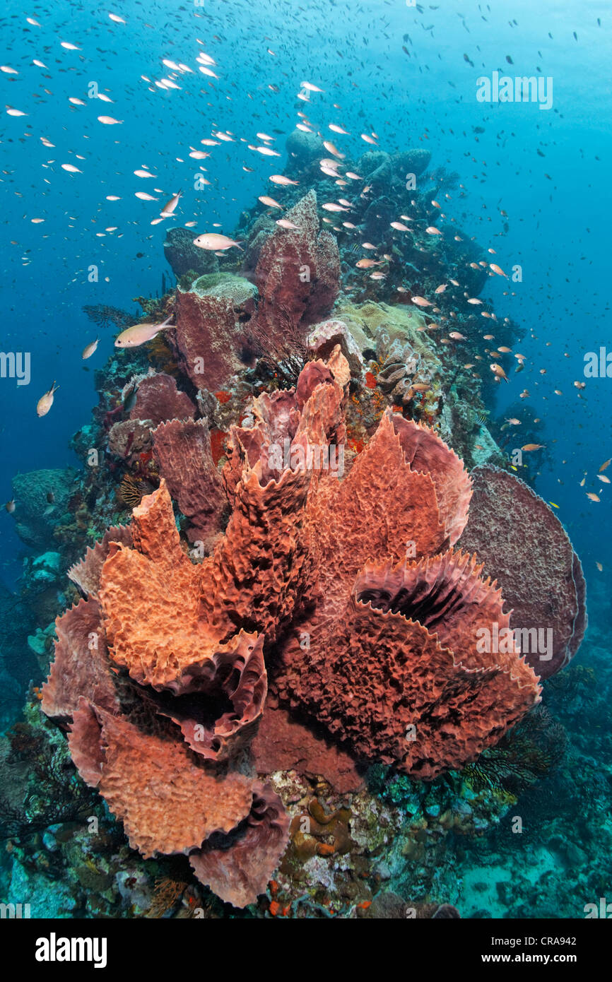 Caraibi canna (spugna Xestospongia muta) con profondo-acqua mare fan (Iciligorgia schrammi) in corrispondenza di una barriera corallina, Santa Lucia Foto Stock