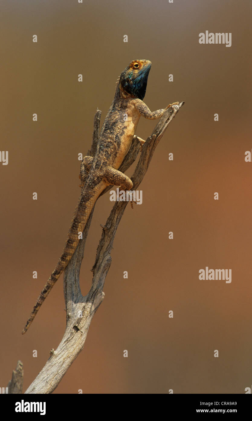 Massa AGAMA SA (AGAMA SA aculeata), display territoriale, kgalagadi parco transfrontaliero, Sud Africa e Africa Foto Stock