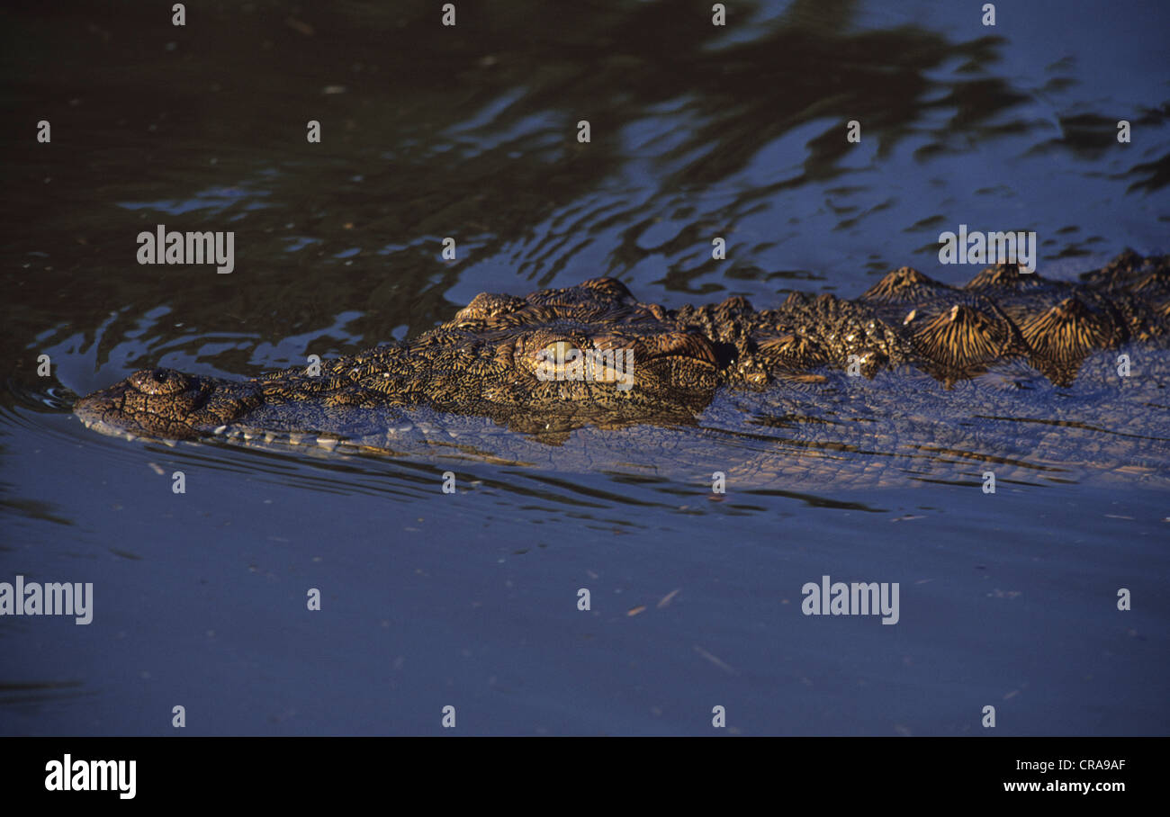 Coccodrillo del Nilo (Crocodylus niloticus), st Lucia Wetland Park, kwa-zulunatal, Sud Africa e Africa Foto Stock