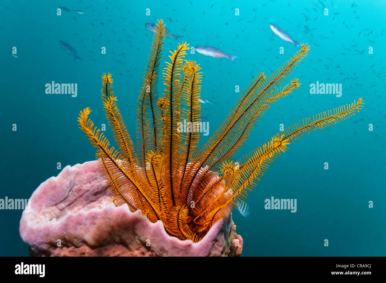 Golden Criniod bracci (Crinoidea) bracci di estensione al di fuori del vaso rosa spugna (Niphates digitalis), Santa Lucia, Isole Sopravento Foto Stock