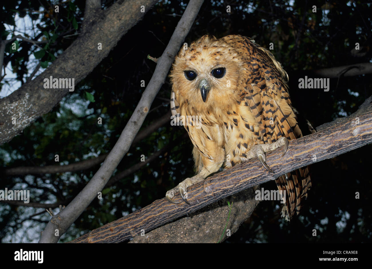 Pel's Fishing Owl (scotopelia peli), Okavango Delta, Botswana, Africa Foto Stock