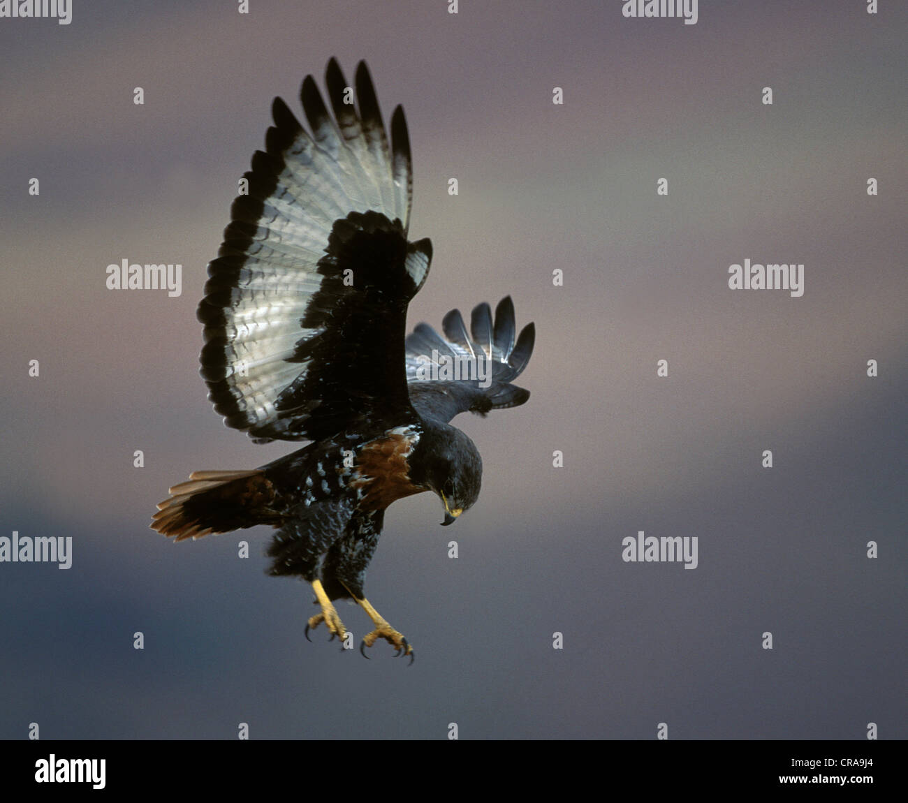 Jackal Poiana (Buteo rufofuscus), in volo, Giant's Castle Game Reserve, Drakensberg KwaZulu-Natal, Sud Africa e Africa Foto Stock