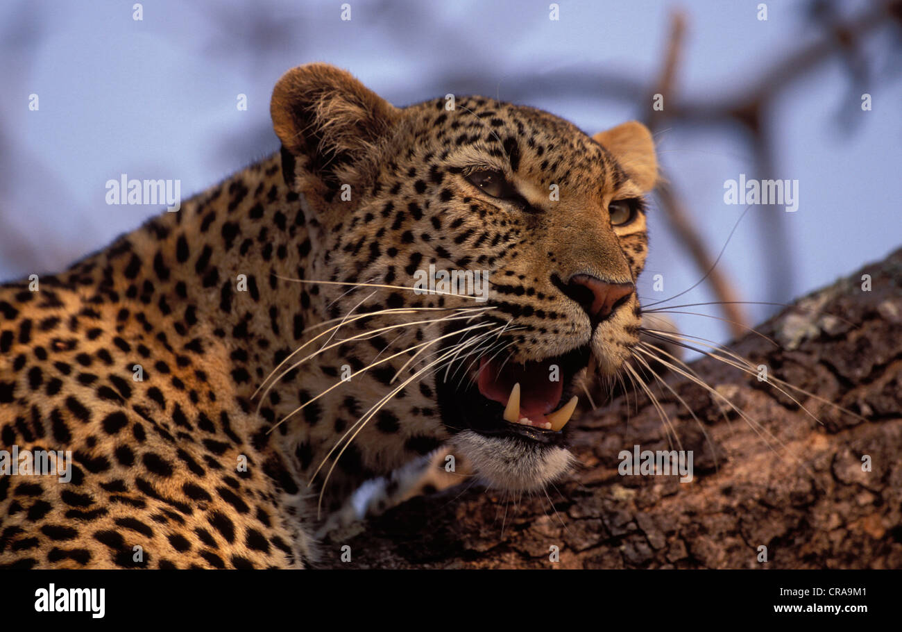 Leopard (panthera pardus), ritratto, sabi Game Reserve, Kruger National Park, Sud Africa e Africa Foto Stock