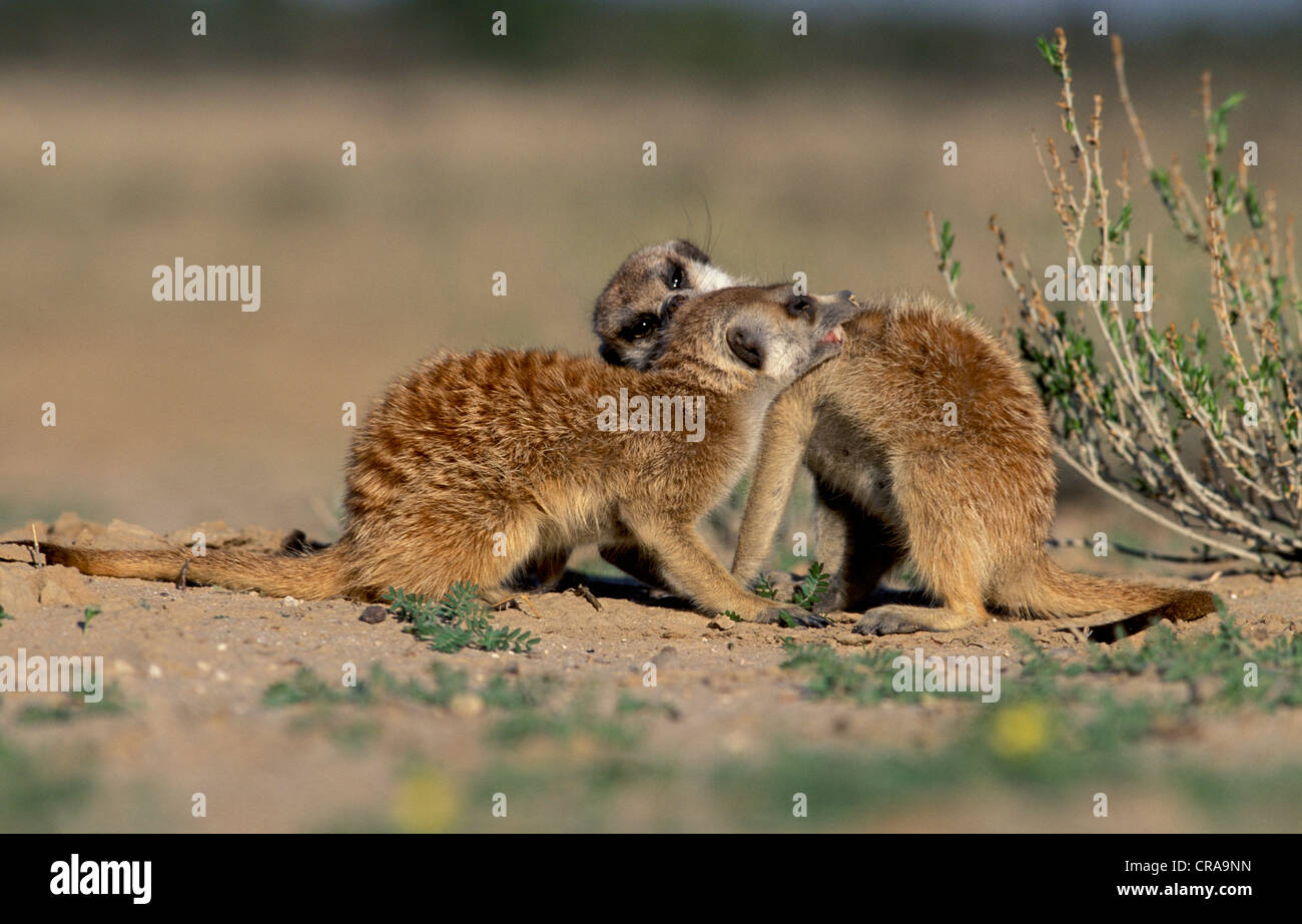 Meerkat (suricata suricatta), il grooming reciproco, kgalagadi parco transfrontaliero, il Kalahari, sud africa Foto Stock