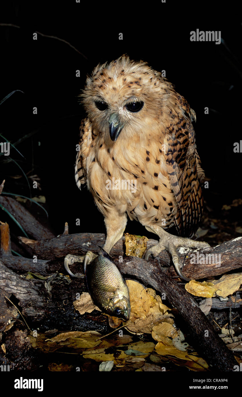 Pel's Fishing Owl (Scotopelia peli), con la preda tilapia, Okavango Delta, Botswana, Africa Foto Stock