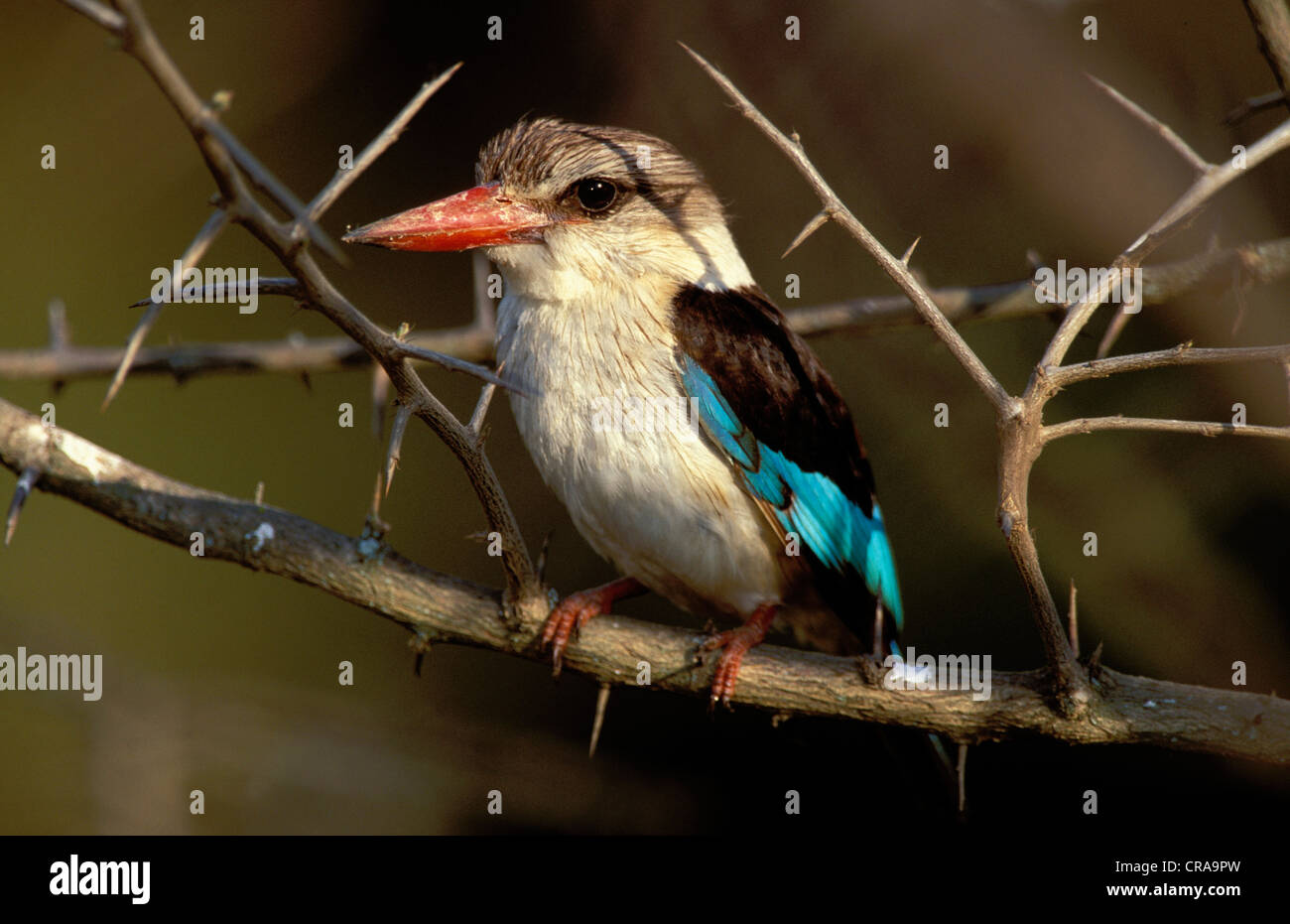 Brownhooded kingfisher (halcyon albiventris), Kruger National Park, Sud Africa Foto Stock