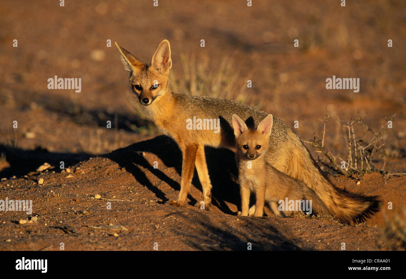 Capo volpe (vulpes vulpes chama), madre e pup, kgalagadi parco transfrontaliero, sud africa Foto Stock