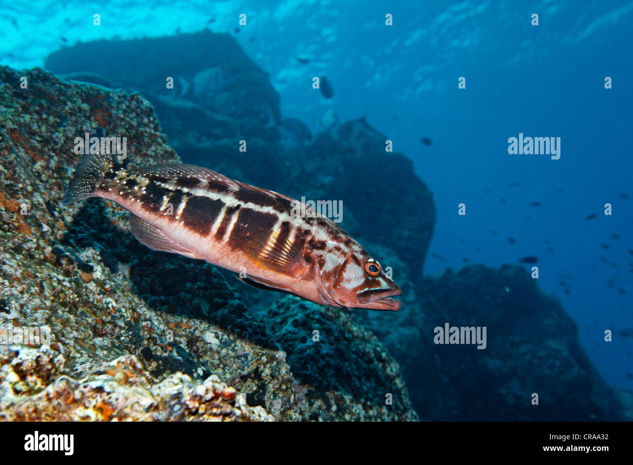 Blacktail pettinatore, (Serranus atricausa), rocky reef, Madeira, Portogallo, Europa Oceano Atlantico Foto Stock