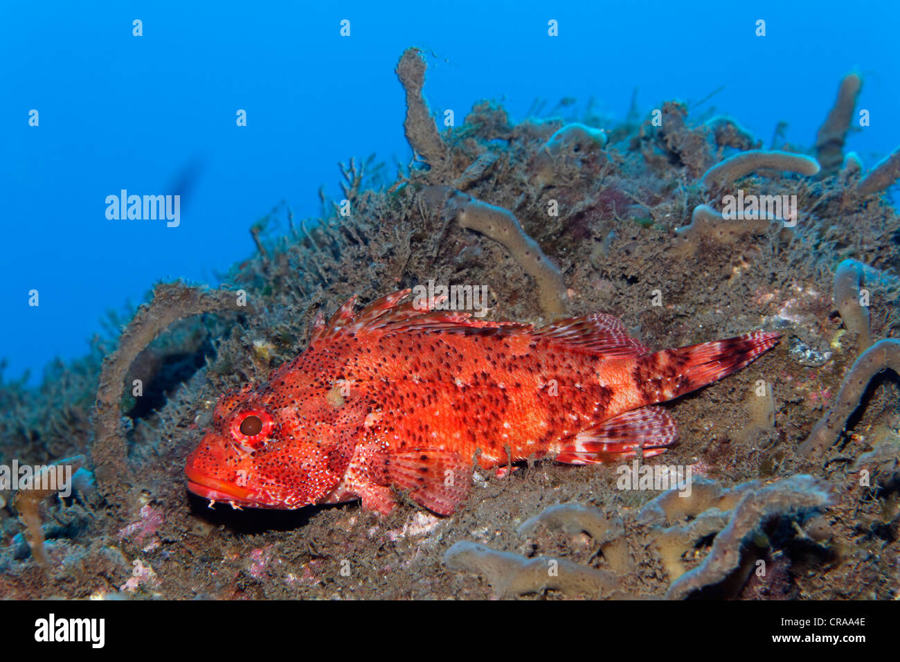 A Madera il pesce, (Scorpaena maderensis), sul suolo roccioso con spugne (Poriferi), Madeira, Portogallo, Europa Oceano Atlantico Foto Stock
