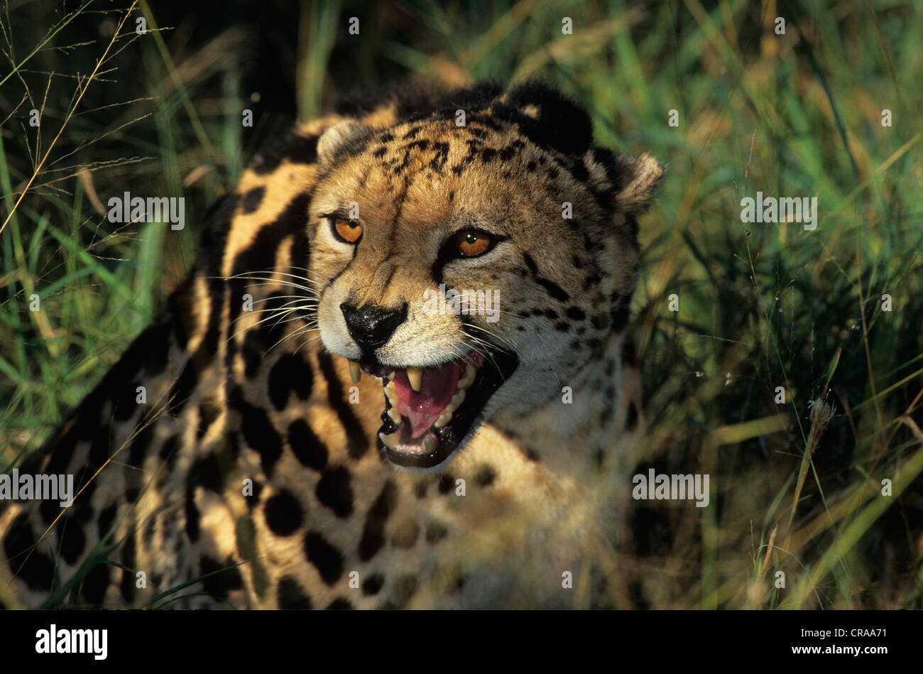 Ghepardo (Acinonyx jubatus), rara forma melanistic, kapama, Sud Africa e Africa Foto Stock