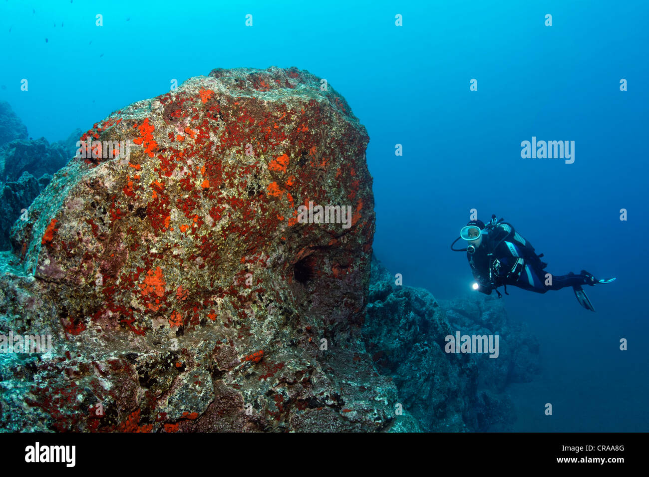Scuba Diver osservando una roccia ricoperta con spugna comune (Crambe crambe) e Acorn Barnacles (Balanus trigonus), di Madera Foto Stock