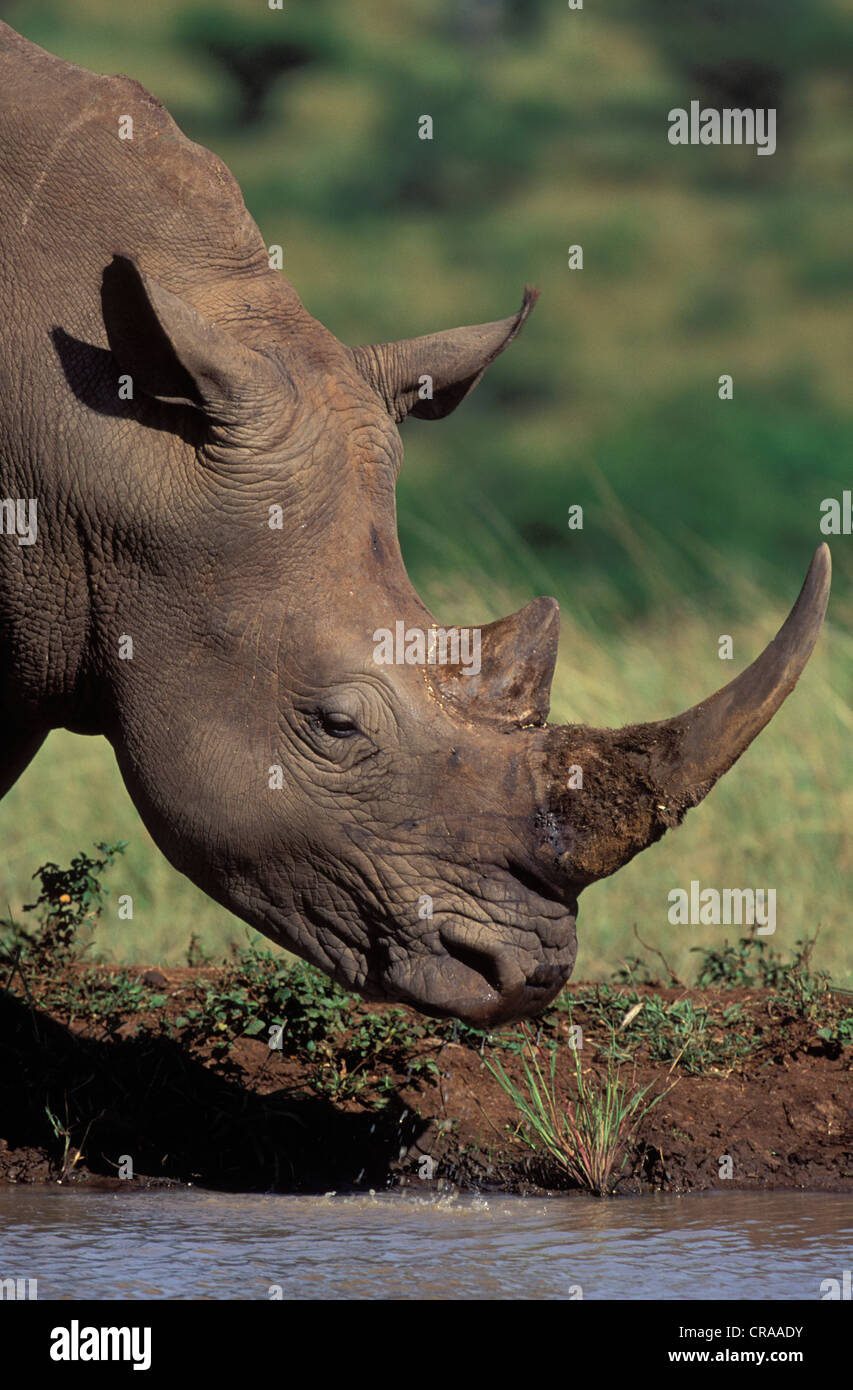 White Rhino (Ceratotherium simum), bere a waterhole, specie in via di estinzione, hluhluwe-umfolozi park, zululand, kwazulu-natal Foto Stock