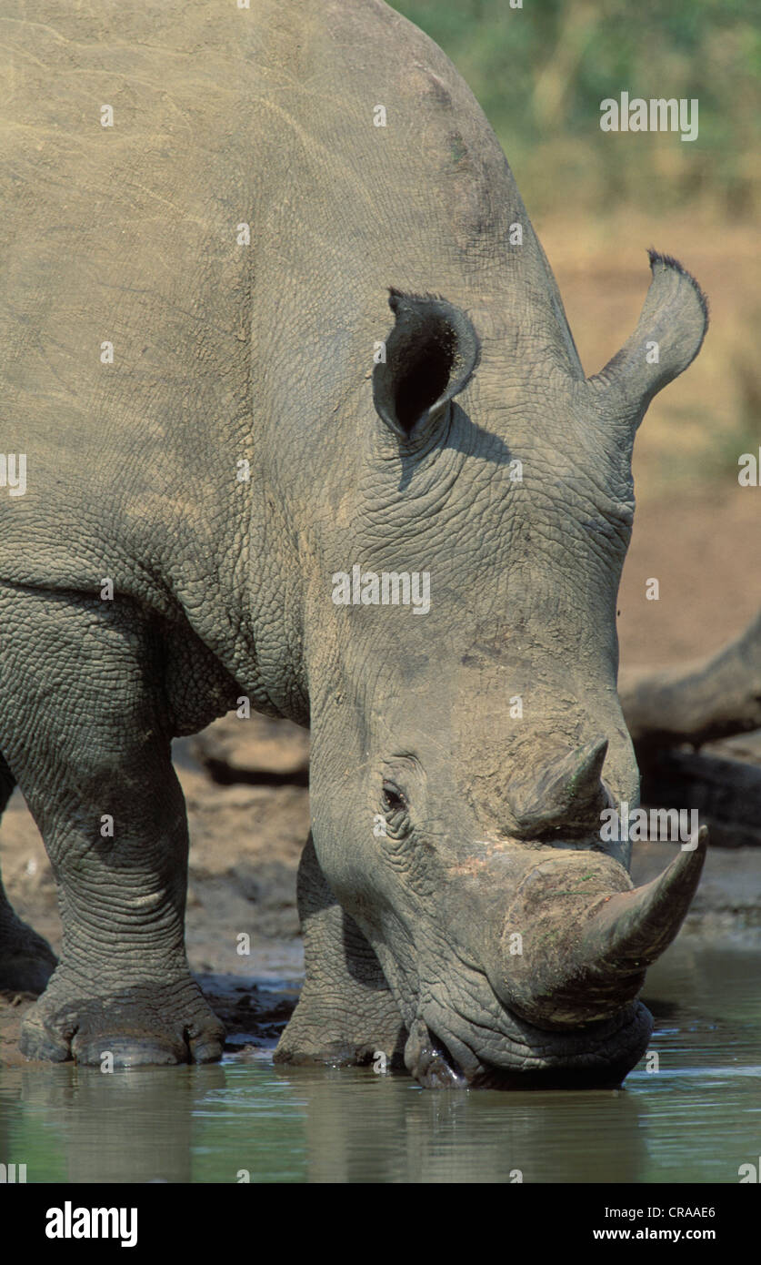 White Rhino (Ceratotherium simum), bere a waterhole, specie in via di estinzione, hluhluwe-umfolozi park, zululand, kwazulu-natal Foto Stock