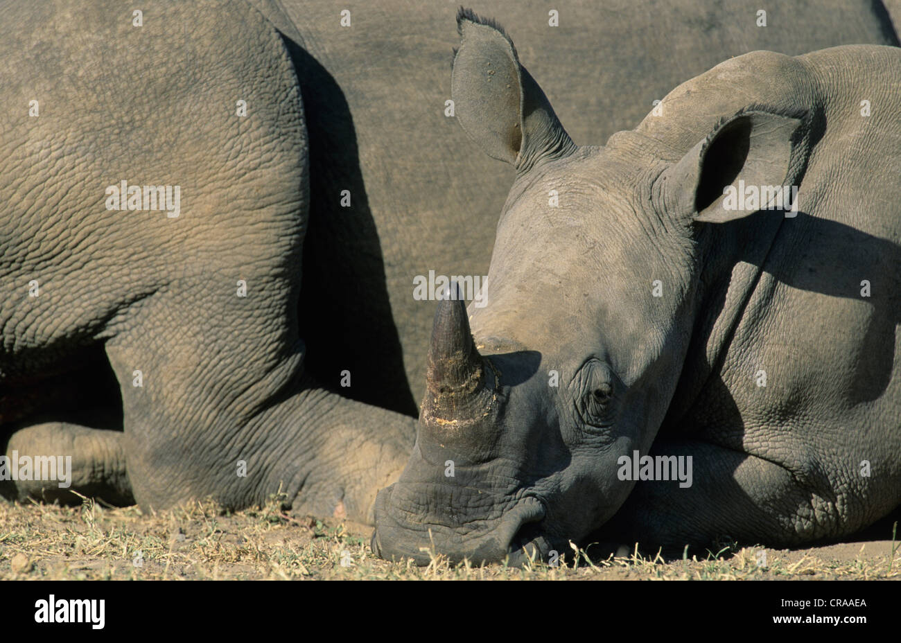 White Rhino polpaccio (Ceratotherium simum), hluhluwe-umfolozi riserva, Sud Africa e Africa Foto Stock