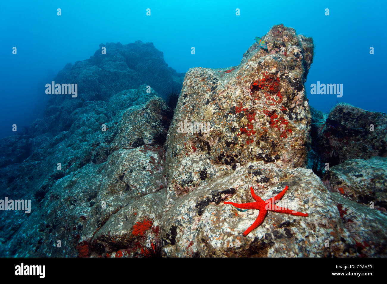 Rocky paesaggio subacqueo, Rosso di stelle marine (Echinaster sepositus), Acorn Barnacles (Balanus trigonus), Madeira, Portogallo, Europa Foto Stock