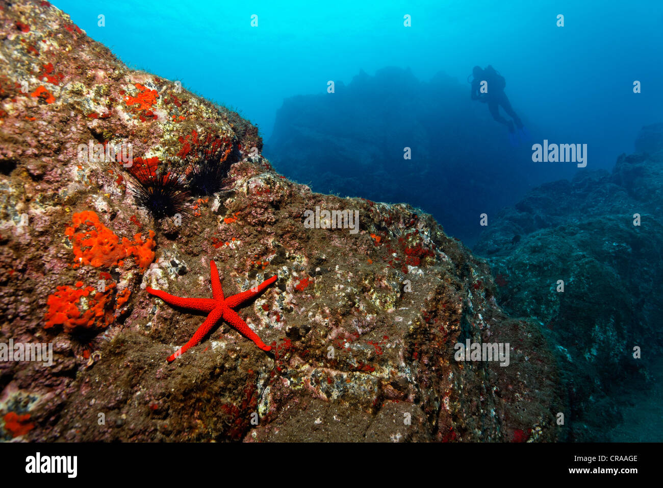 Rocky paesaggio subacqueo, Rosso di stelle marine (Echinaster sepositus), Acorn Barnacles (Balanus trigonus), scuba diver, di Madera Foto Stock