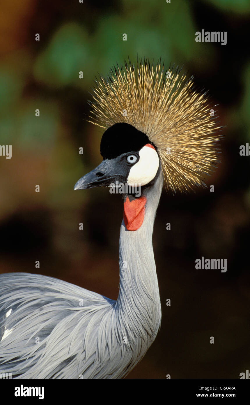 Grey Crowned Crane (balaerica regulorum), in via di estinzione, kwazulu-natal, sud africa Foto Stock