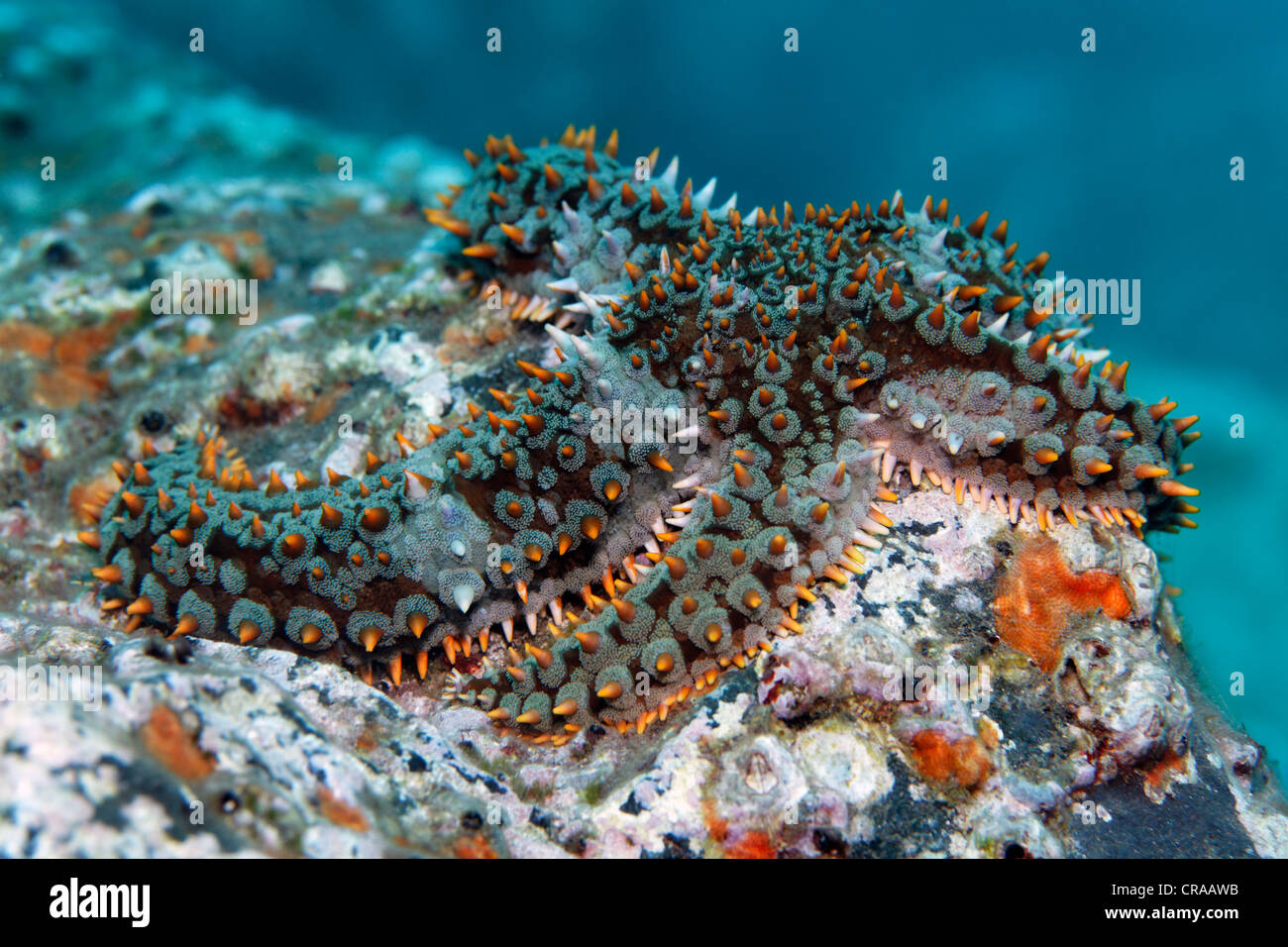 Spinosa blu Starfish (Coscinasterias tenuispina) sul suolo roccioso, Madeira, Portogallo, Europa, Oceano Atlantico, Oceano Foto Stock