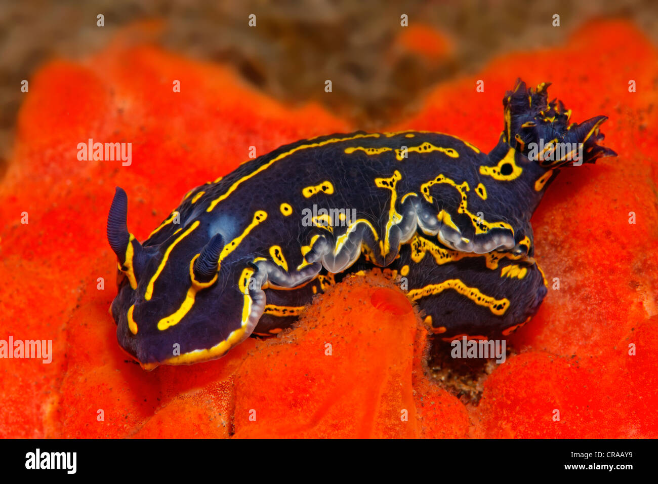 Sea Slug o Dorid Nudibranch (Hypseltodoris cantabria), su una spugna rossa, Madeira, Portogallo, Europa, Oceano Atlantico, Oceano Foto Stock