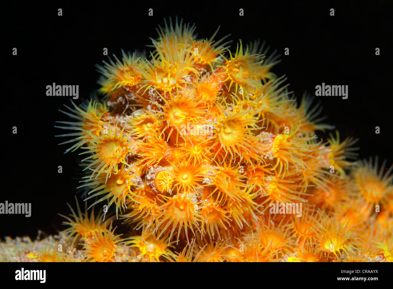 Cluster di giallo (Anemone Parazoanthus axinellae), Madeira, Portogallo, Europa, Oceano Atlantico, Oceano Foto Stock