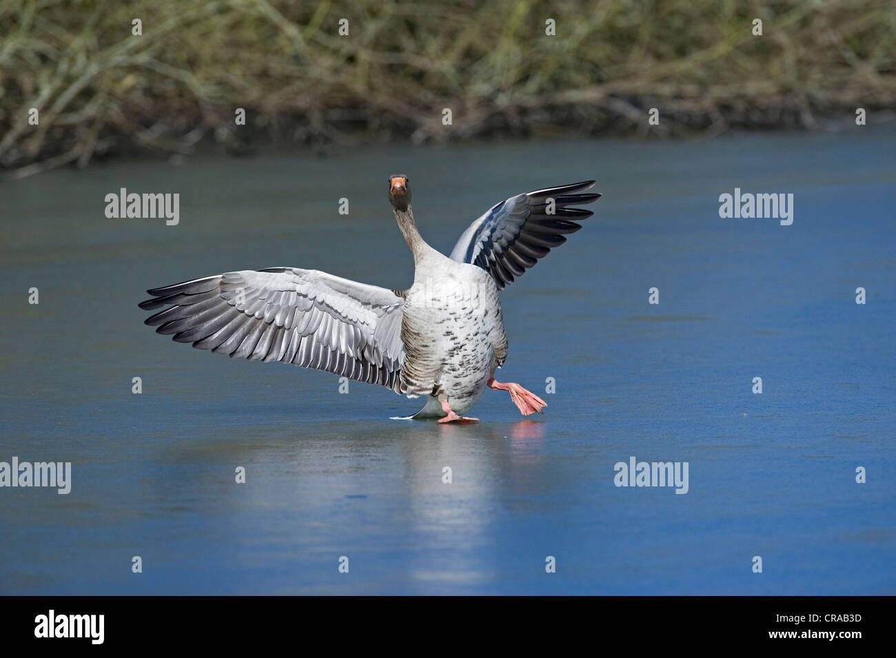 Grey Goose (Anser anser) finestre scorrevoli con su un laghetto congelato, Annateich pond, Hannover, Bassa Sassonia, Germania, Europa Foto Stock