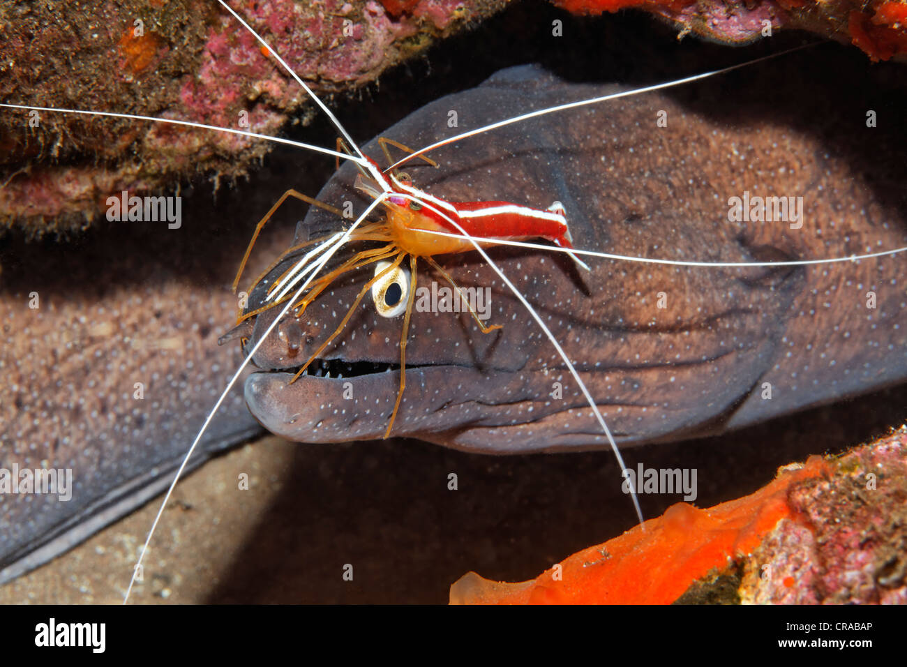 Murena punteggiato o moray eel (Muraena augusti) con pulitore (gamberetti Lysmata grabhami) nel suo nascondiglio, Madeira, Portogallo, Europa Foto Stock