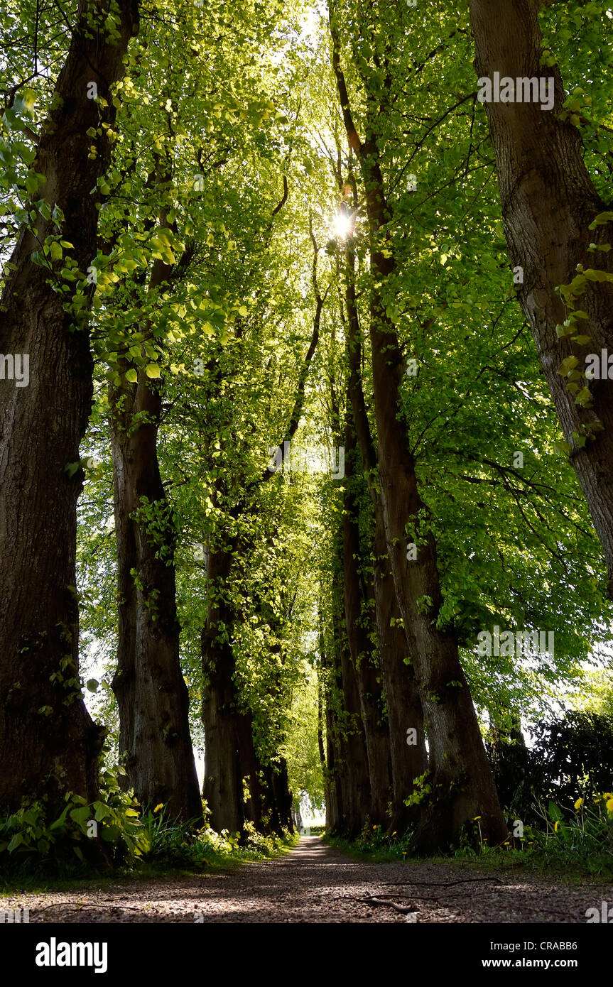 Il vecchio tiglio alley (Tilia spec), Spieseby sul fiume Schlei, Thumby, Rendsburg-Eckernfoerde, Schleswig-Holstein Foto Stock