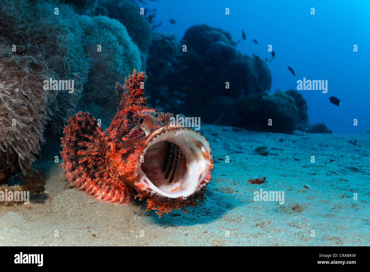 Barbuto Scorfani (Scorpaenopsis barbatus), sul fondo sabbioso nella parte anteriore della barriera corallina con la bocca spalancata, Makadi Bay, Hurghada Foto Stock