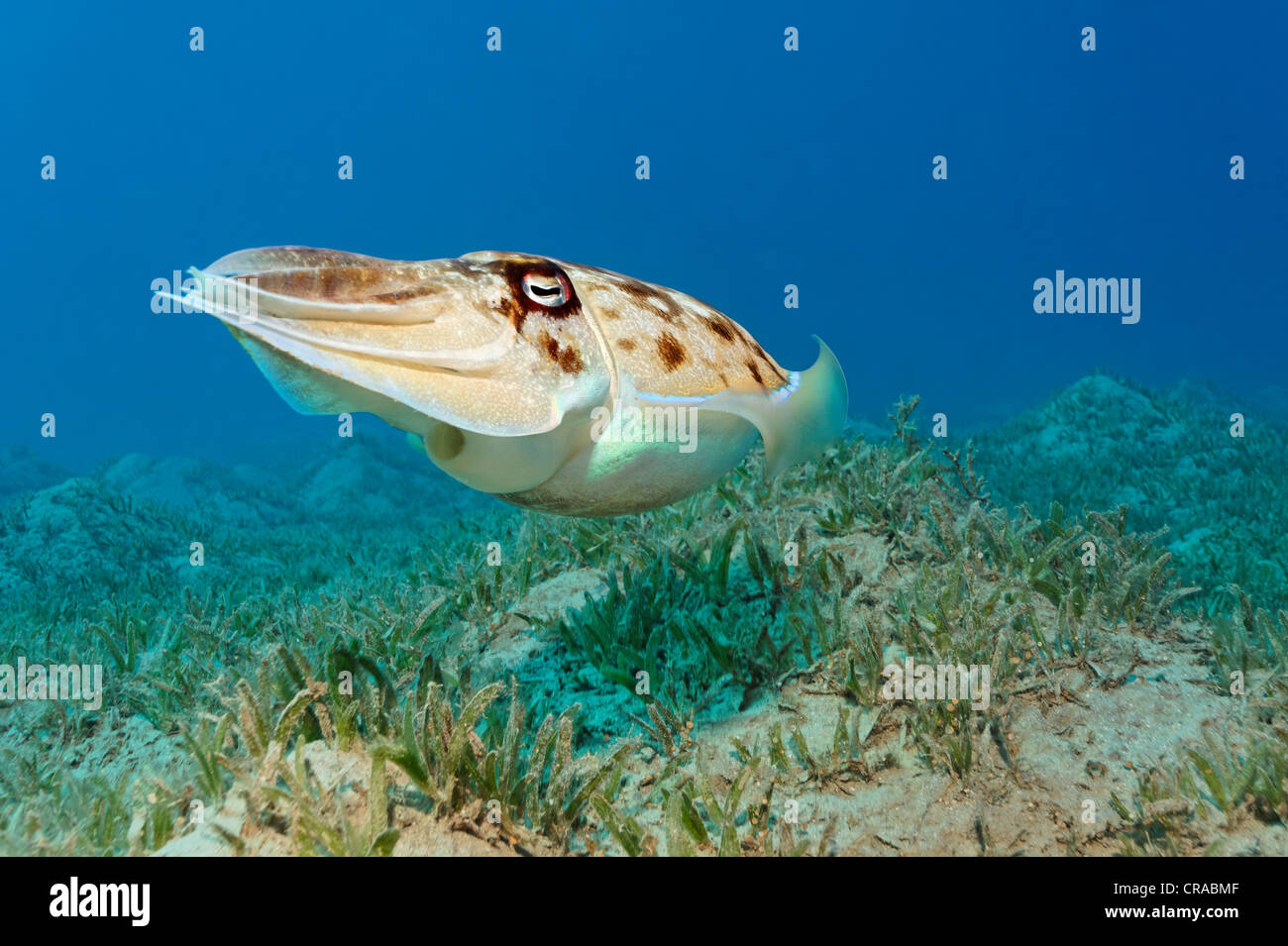 Broadclub Seppie (Sepia latimanus) al di sopra di alghe, Makadi Bay, Hurghada, Egitto, Mare Rosso, Africa Foto Stock
