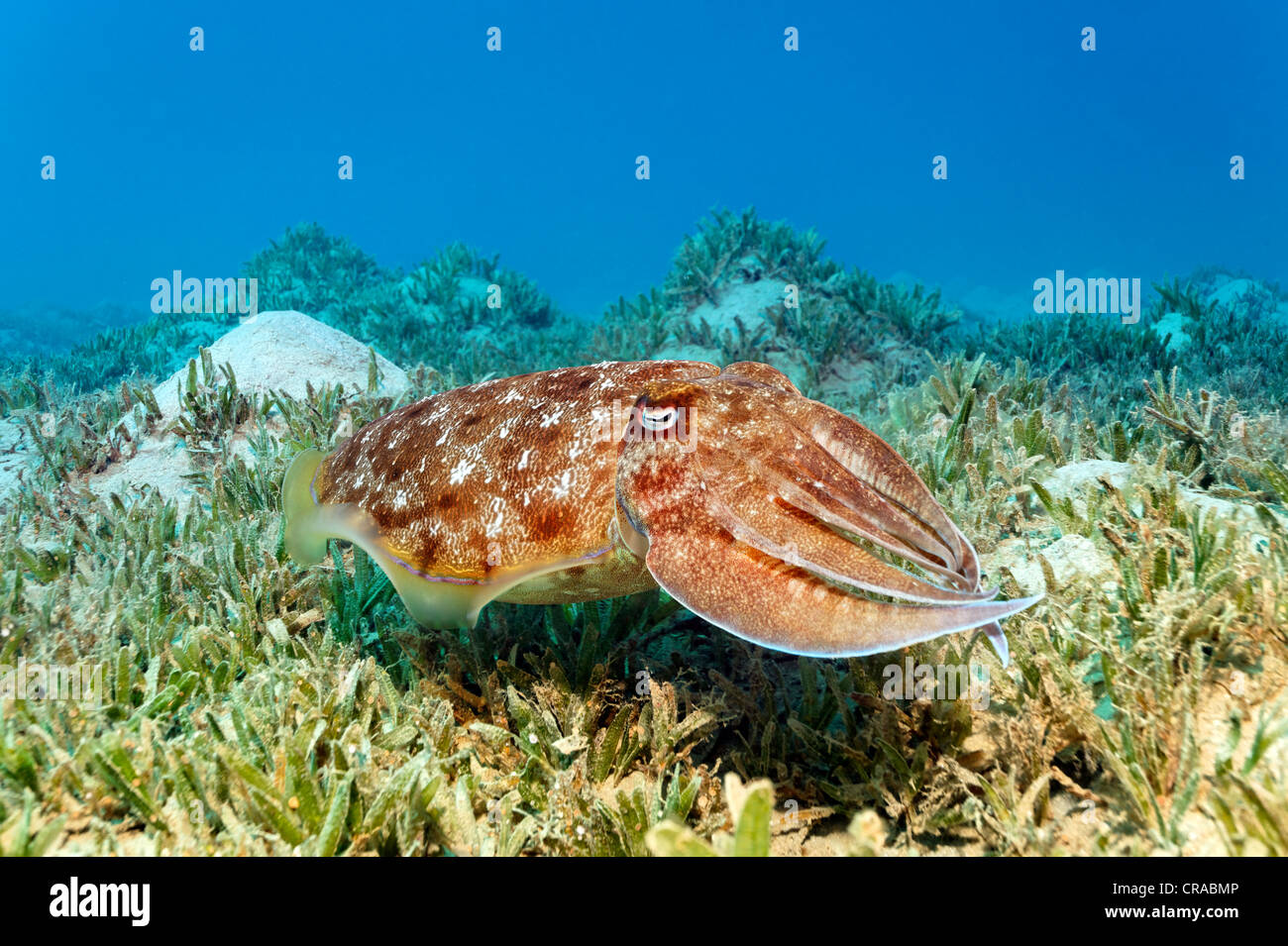 Broadclub Seppie (Sepia latimanus) al di sopra di alghe, Makadi Bay, Hurghada, Egitto, Mare Rosso, Africa Foto Stock