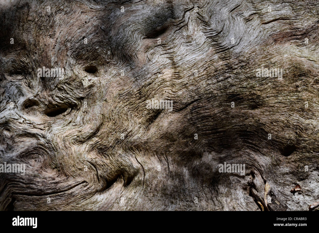 Dettaglio ravvicinato di tronco di albero intemperie, fessurato. Vecchia struttura di legno. Foto Stock