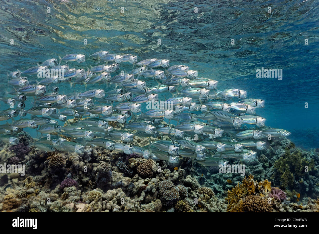 Secca di strisce o Makarels indiano (Rastrelliger kanagurta), si nutrono di plancton con bocche aperte, Makadi Bay, Hurghada, Egitto Foto Stock