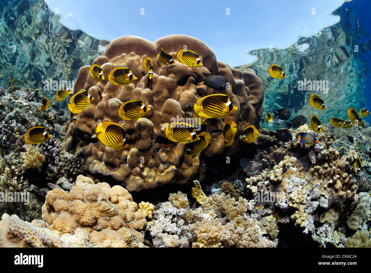 Secca di diagonale (butterflyfish Chaetodon fasciatus), nuoto lungo il bordo della scogliera, appena sotto la superficie del mare, Daedalus Reef Foto Stock