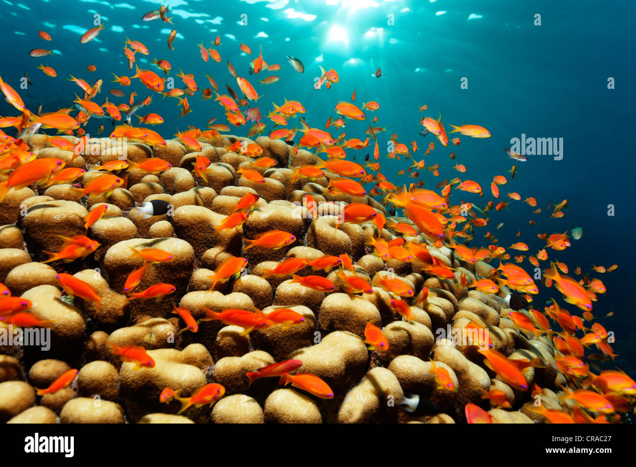 Secca di lyretail coralfish, mare goldies (Pseudanthias squamipinnis) nuotare sopra i coralli di pietra al sole, Daedalus Reef Foto Stock