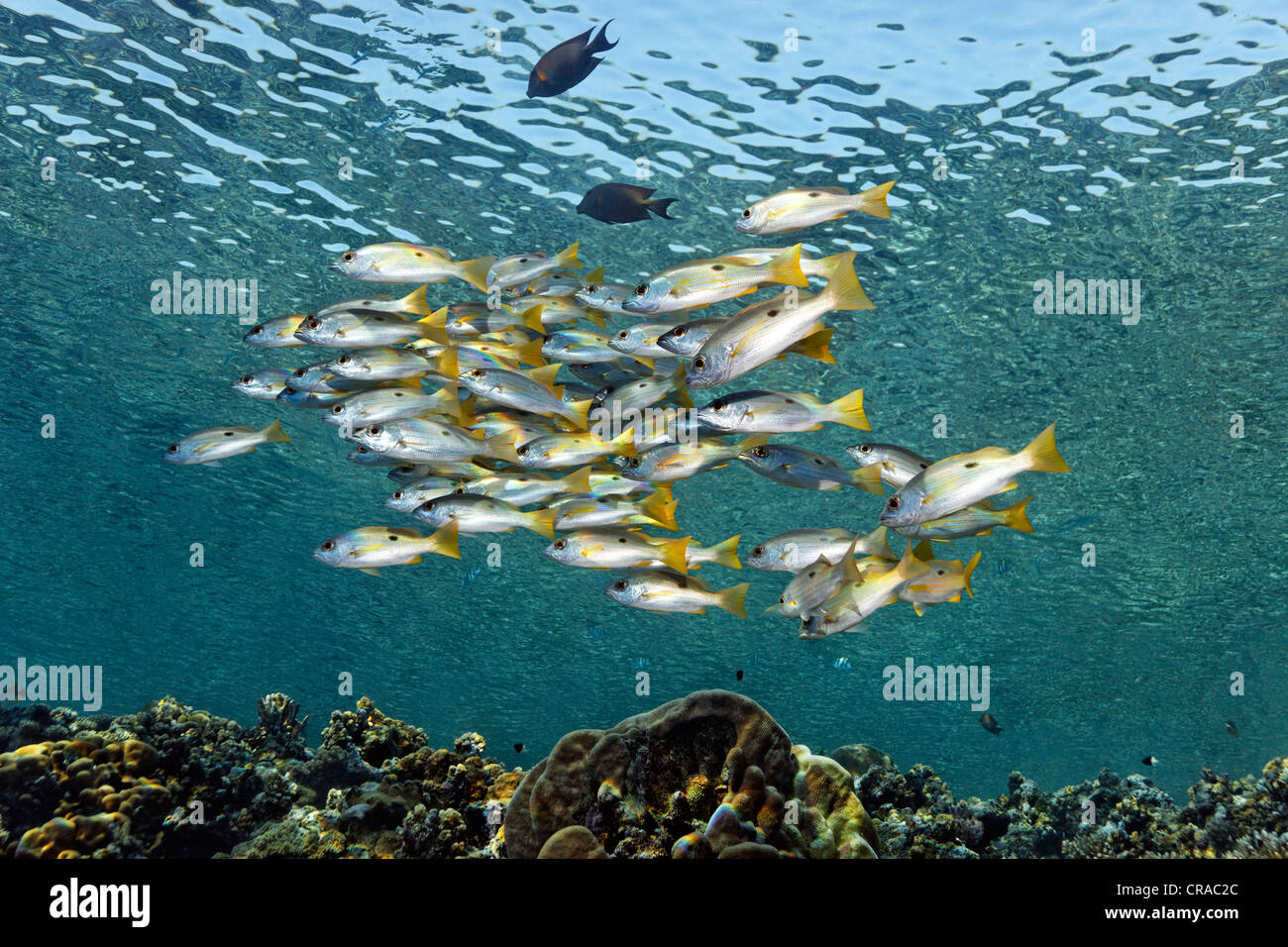 Secca di blackspot-lutiani (Lutjanus ehrenbergii) nuoto su uno scoglio top, Sharp Malahi, Egitto, Mare Rosso, Africa Foto Stock