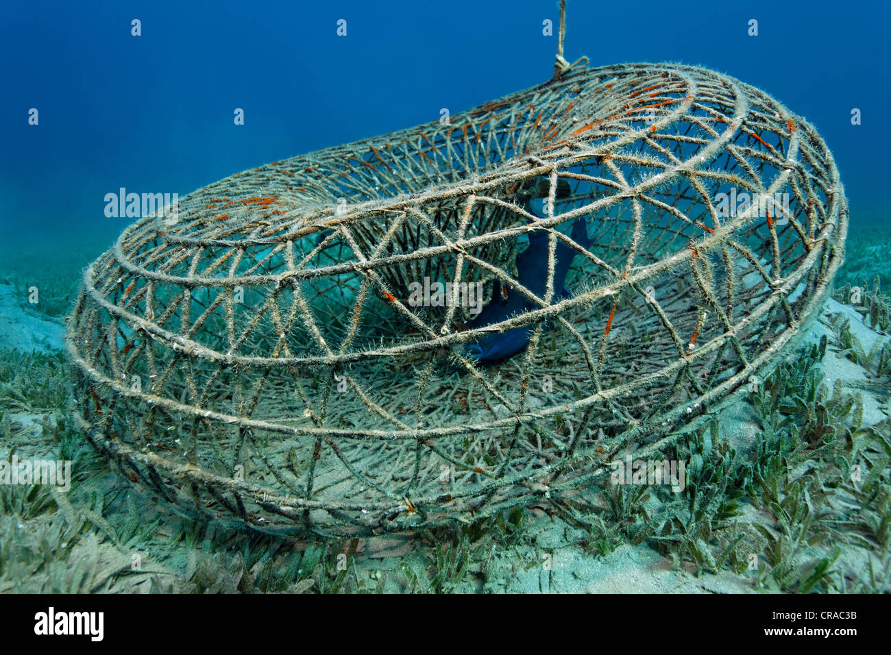 Filo tondo trappola di pesce con pesci balestra blu (Pseudobalistes fuscus), Makadi Bay, Hurghada, Egitto, Mare Rosso, Africa Foto Stock