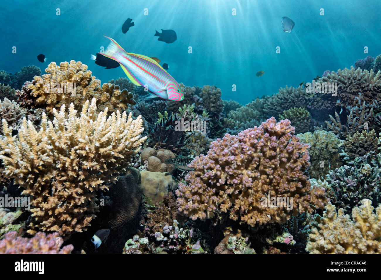 Coral reef con vari coralli di pietra, Klunzingers wrasse (Thalasoma klunzingeri), raggi di sole, Makadi Bay, Hurghada, Egitto Foto Stock