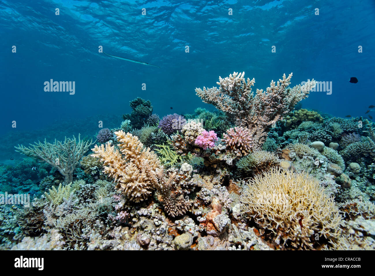 Tipica pietra Coral reef con vari coralli di pietra (Sceleractinia), Makadi Bay, Hurghada, Egitto, Mare Rosso, Africa Foto Stock