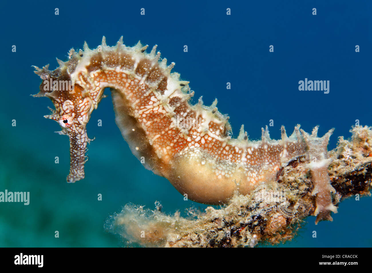 Cavalluccio Marino spinosa (Hippocampus histrix) aggrappandosi ad ancoretta, Makadi Bay, Hurghada, Egitto, Mare Rosso, Africa Foto Stock