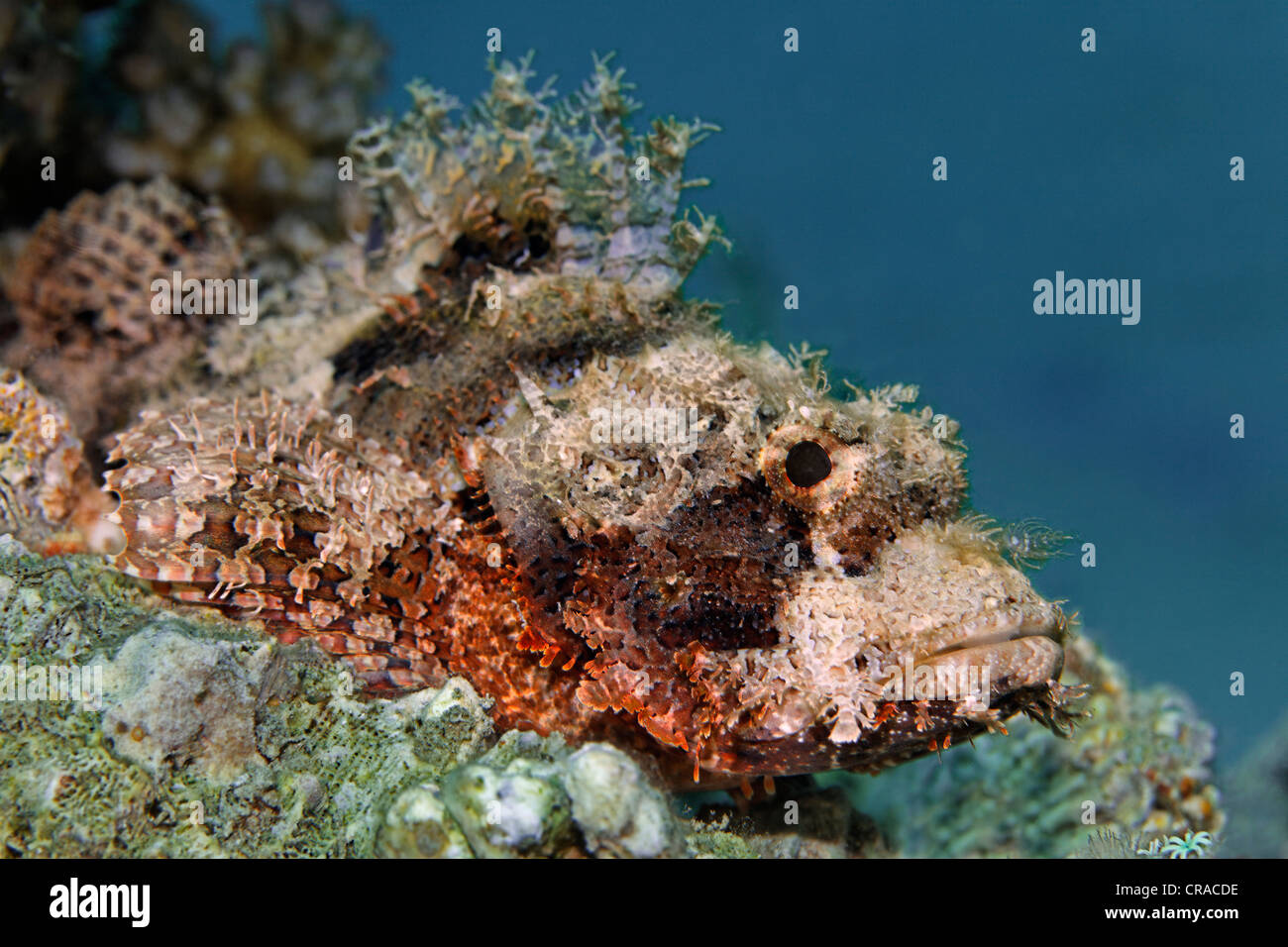 Barbuto Scorfani (Scorpaenopsis barbata) in agguato per in preda al Coral reef, Makadi Bay, Hurghada, Egitto, Mare Rosso, Africa Foto Stock