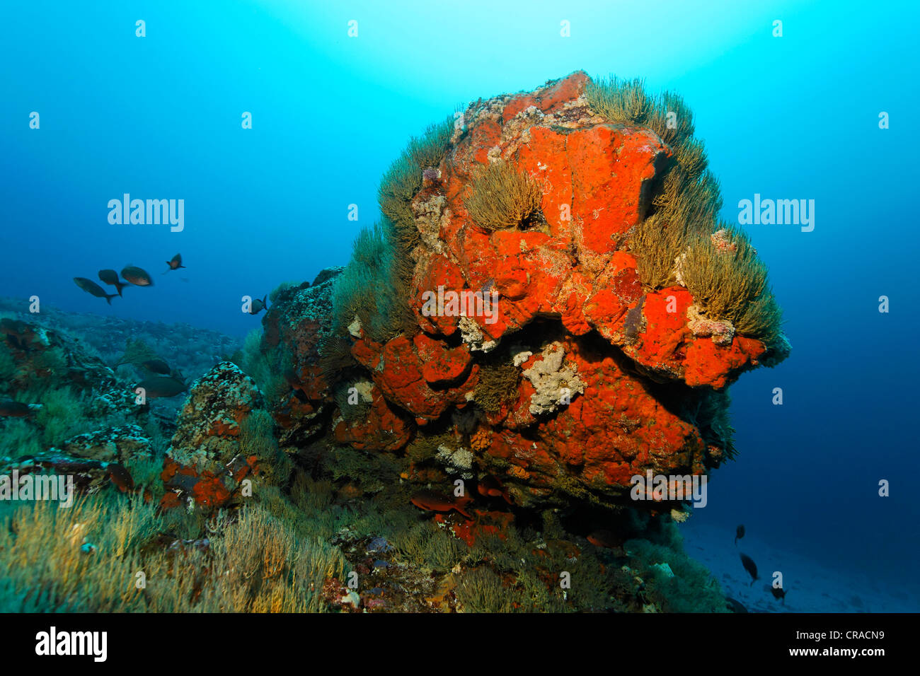 Roccia ricoperti di spugne rosse, giallo polipi, corallo nero (Antipathes galapagensis), drop-off, paesaggio subacqueo Foto Stock