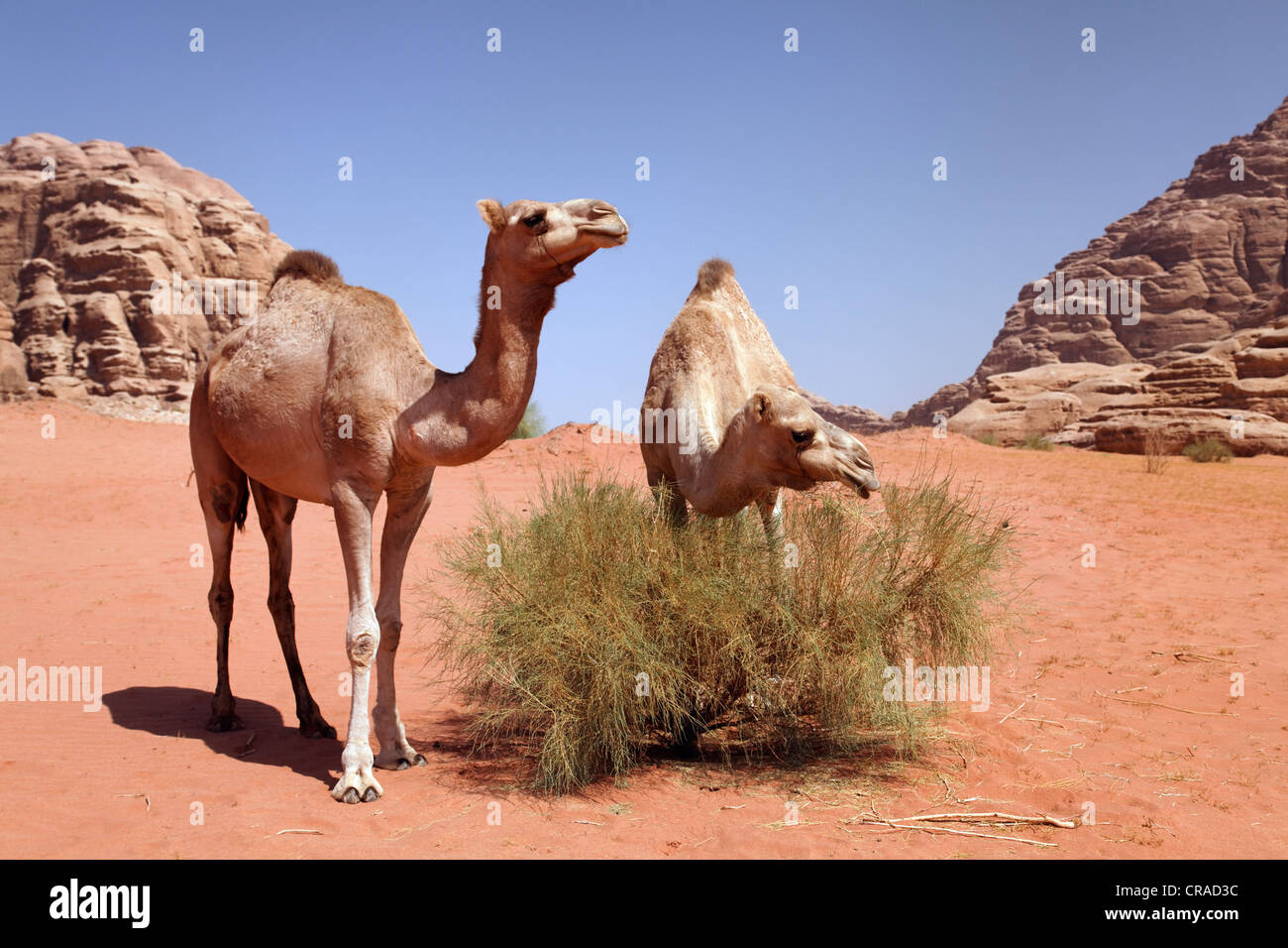 Dromedari o cammelli arabe (Camelus dromedarius) alimentazione su una boccola nel deserto con la sabbia rossa, Wadi Rum Foto Stock