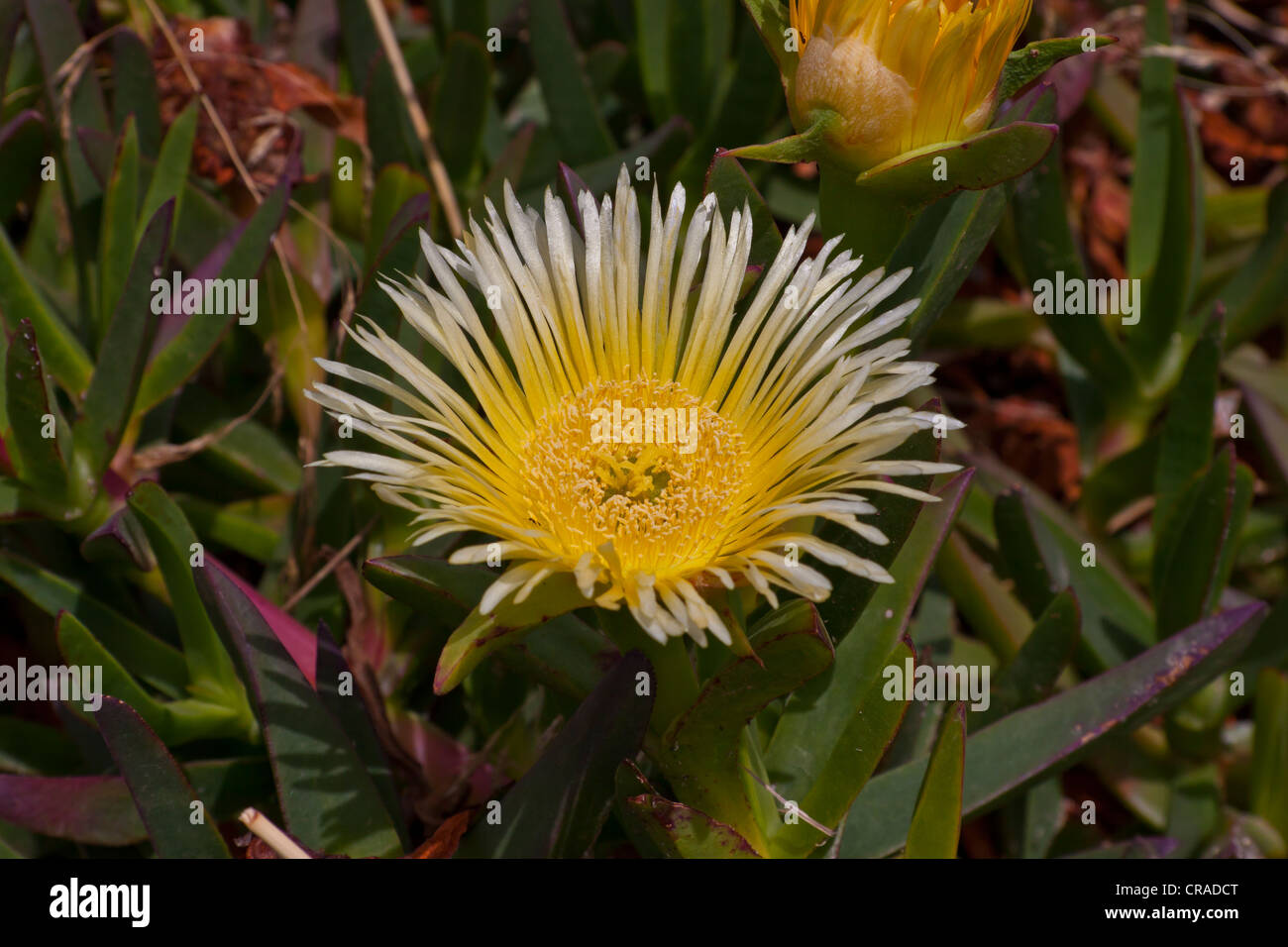 Gelato alimentare vegetale, pigface, hottentot fig (Carpobrotus edulis), Rodi, Grecia, Europa Foto Stock