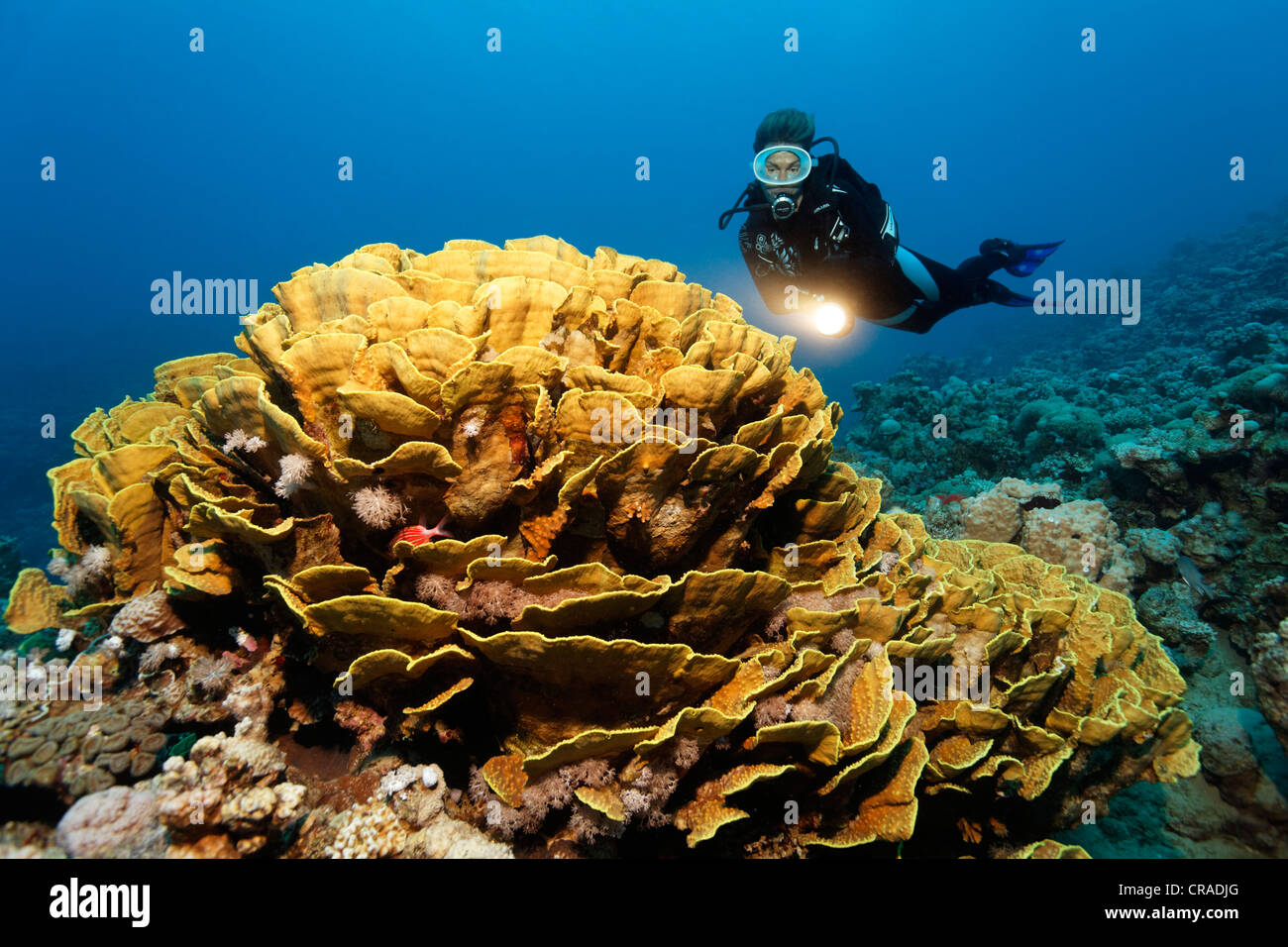 Subacqueo con torcia guarda Turbinaria coral (Turbinaria mesenterina) con Fata basselets Pseudoanthias (sp). Foto Stock