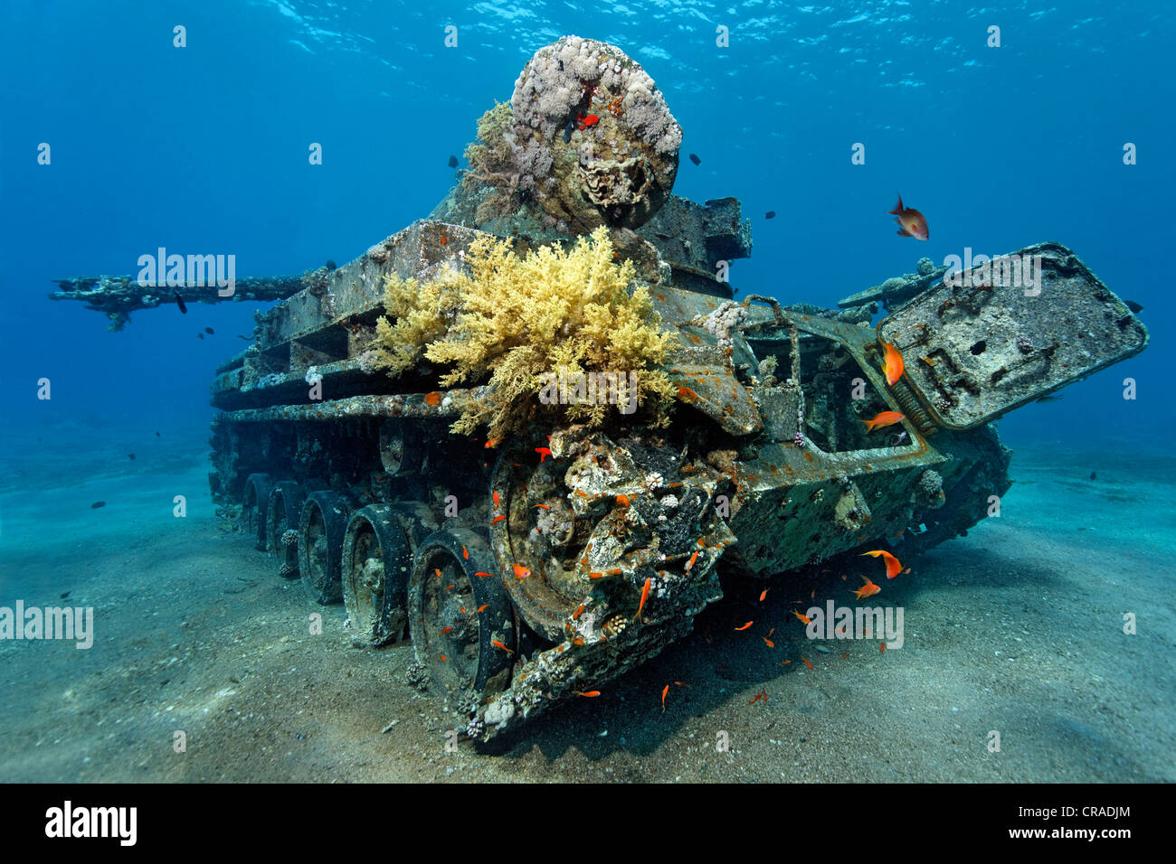 American vasca M42 Duster con semovente 40mm anti-tircraft pistola, relitto, Regno Hascemita di Giordania, Mar Rosso, Asia Occidentale Foto Stock
