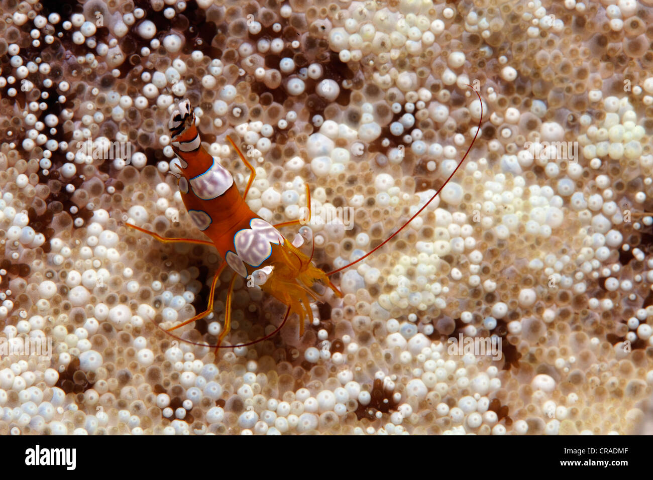 Gamberi Ambonian (Thor amboinensis) in Sticky (anemone Cryptodendrum adhaesivum) Regno Hascemita di Giordania, Mar Rosso Foto Stock