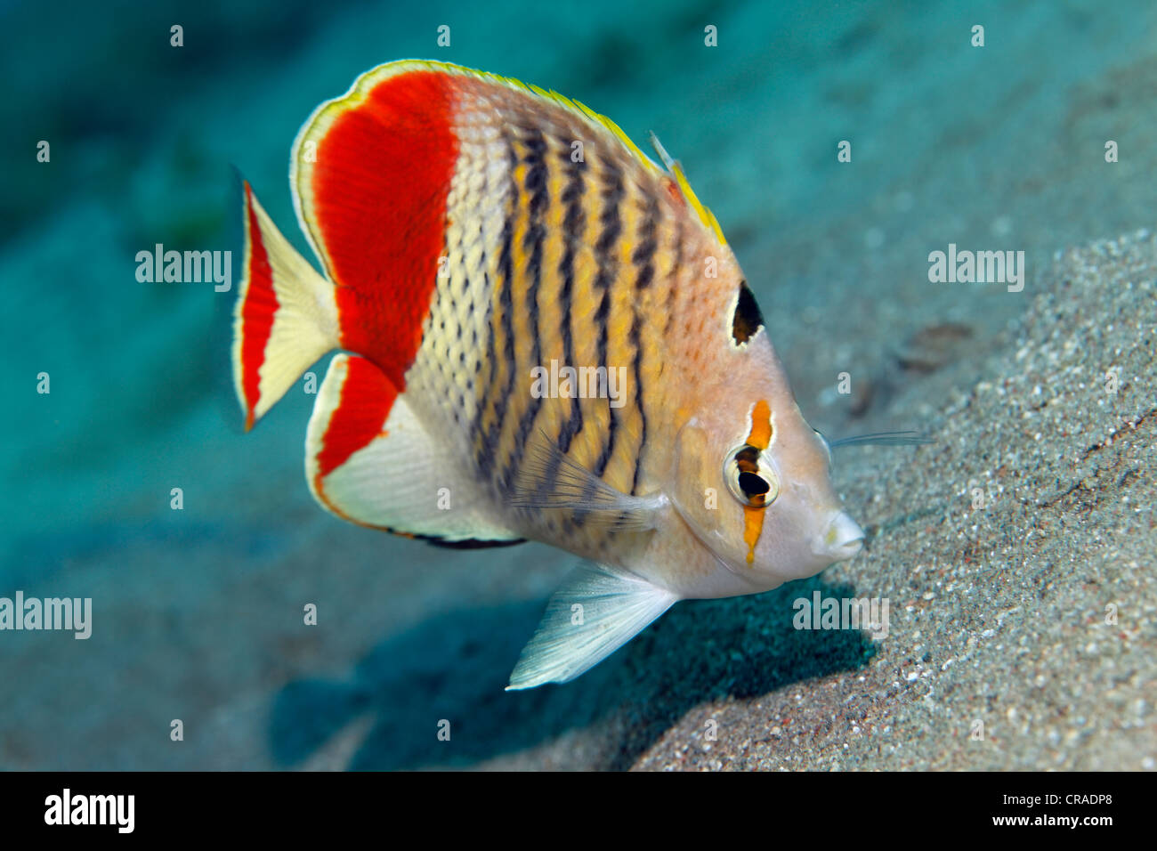 Butterflyfish eritreo o corona Butterflyfish (Chaetodon paucifasciatus) sopra il suolo sabbioso, Regno Hascemita di Giordania, JK Foto Stock