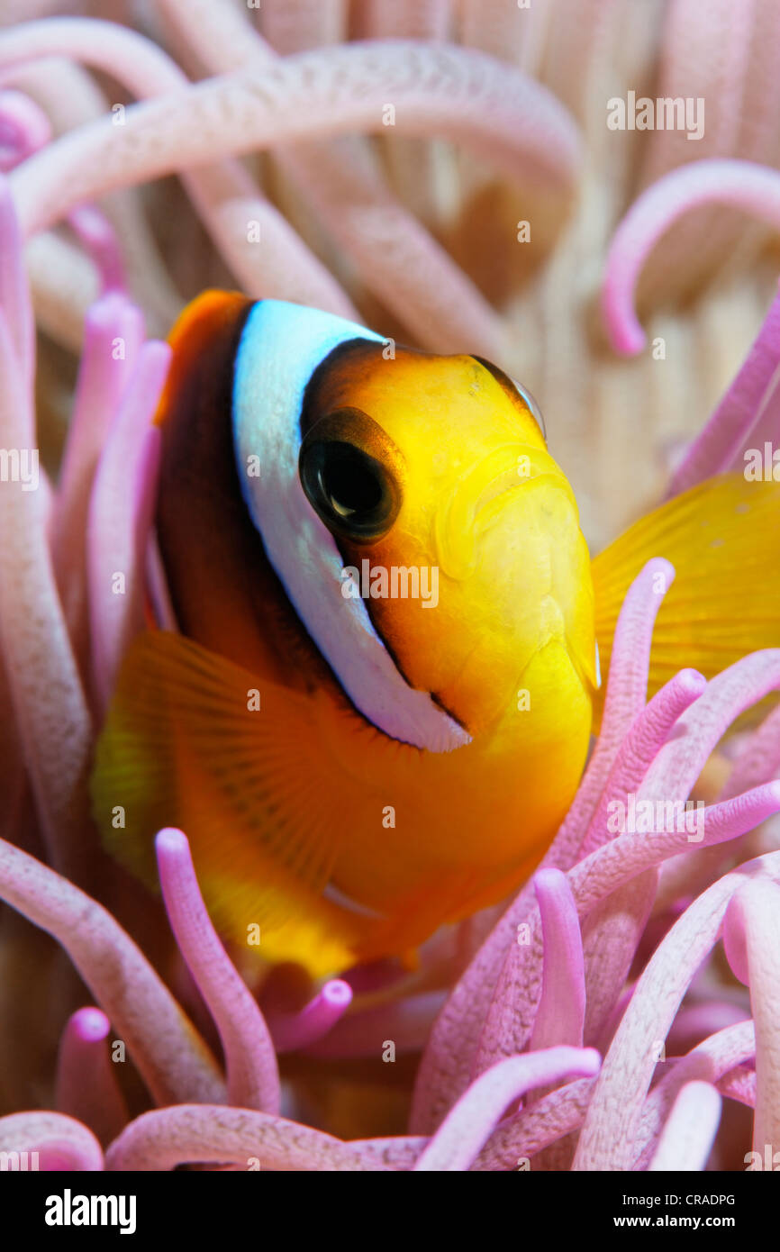 Mar Rosso clownfish o anemonefish (Amphiprion bicinctus), in anemone marittimo, rosa, Regno Hascemita di Giordania, JK, Mar Rosso Foto Stock